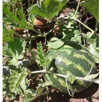 Sandveld Seeds Congo Melon - Watermelon